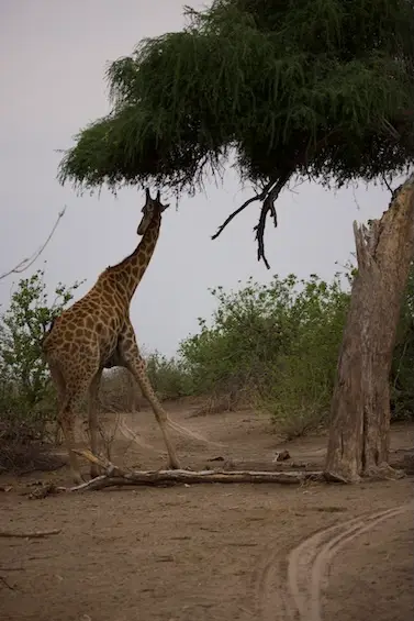 savuti_giraffe.jpeg