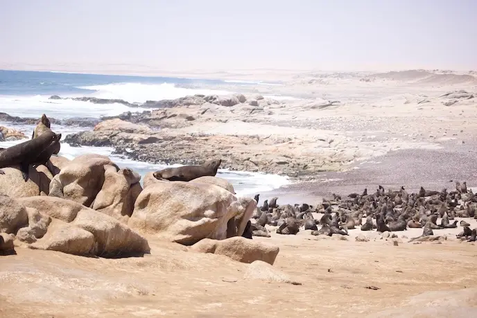 skeleton_coast_seals3.jpeg