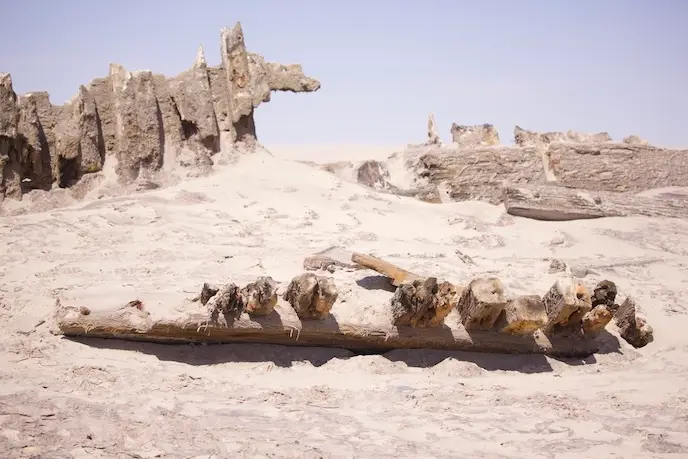 skeleton_coast_wracks3.jpeg