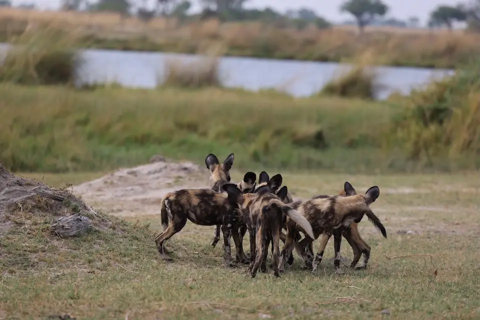 third_bridge_wilddogs.JPG