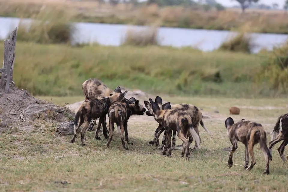 third_bridge_wilddogs_2.JPG