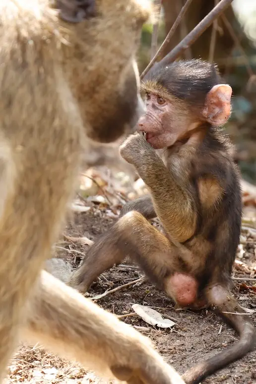 vic_falls_baboon_baby.JPG