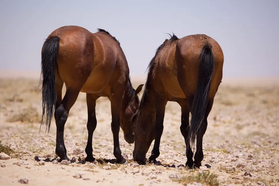 wild_horses1.jpeg