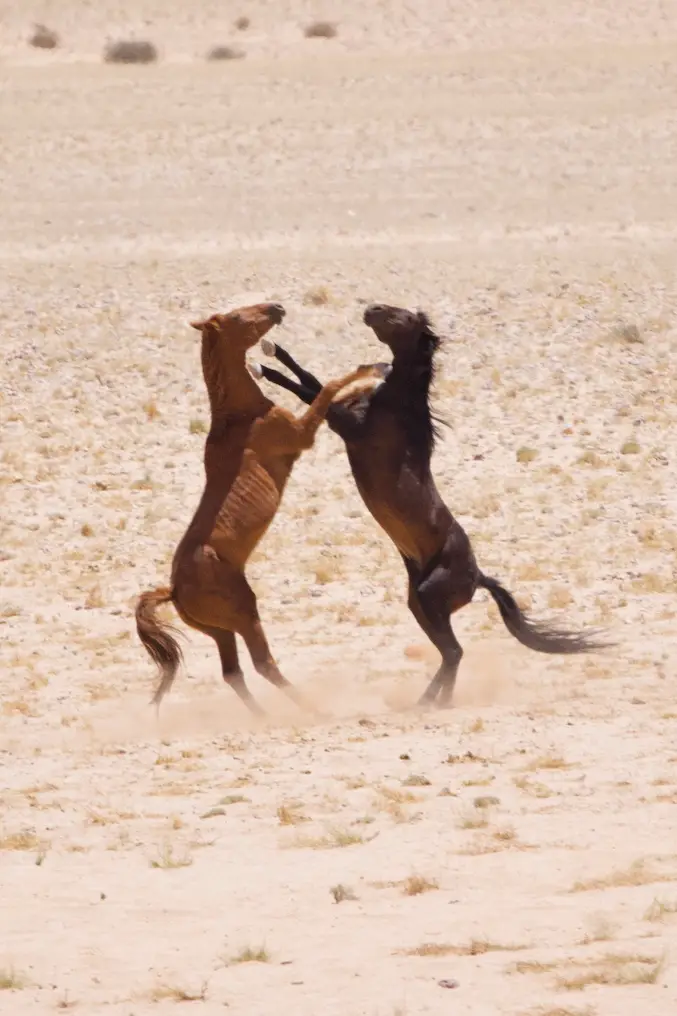wild_horses2.jpeg