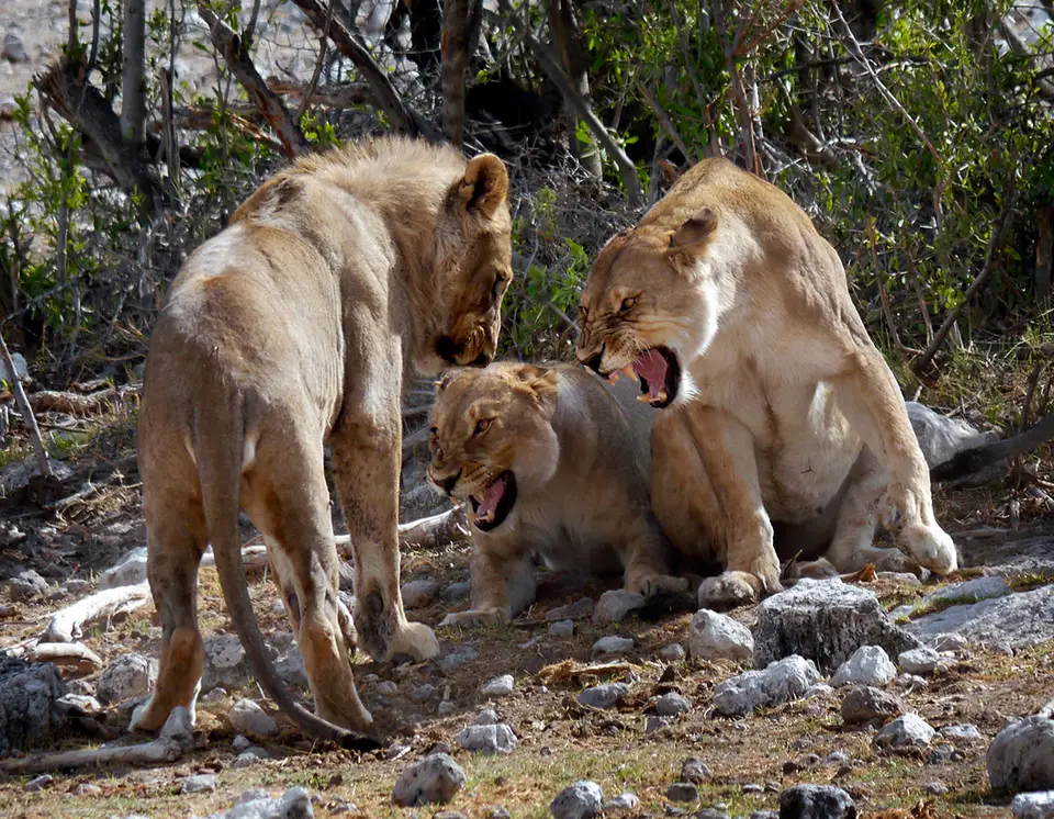 10_Namibia_10_2015_1018.jpg