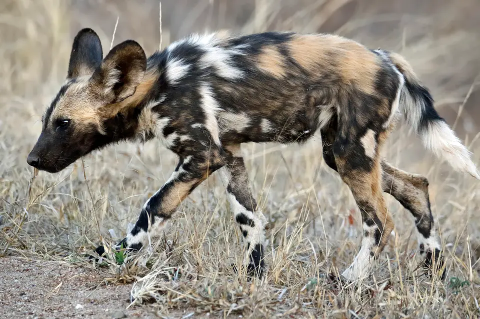17_wilddog.JPG