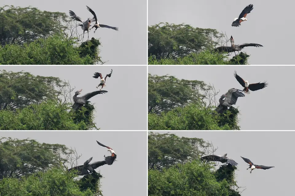 18_collage_rand.jpg