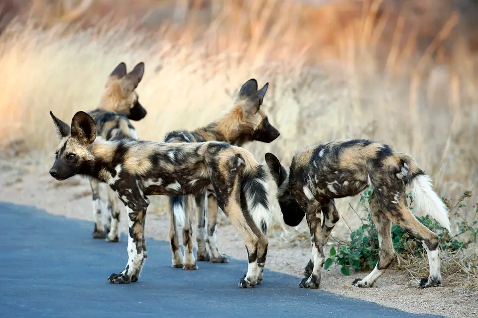 18_wilddog.JPG