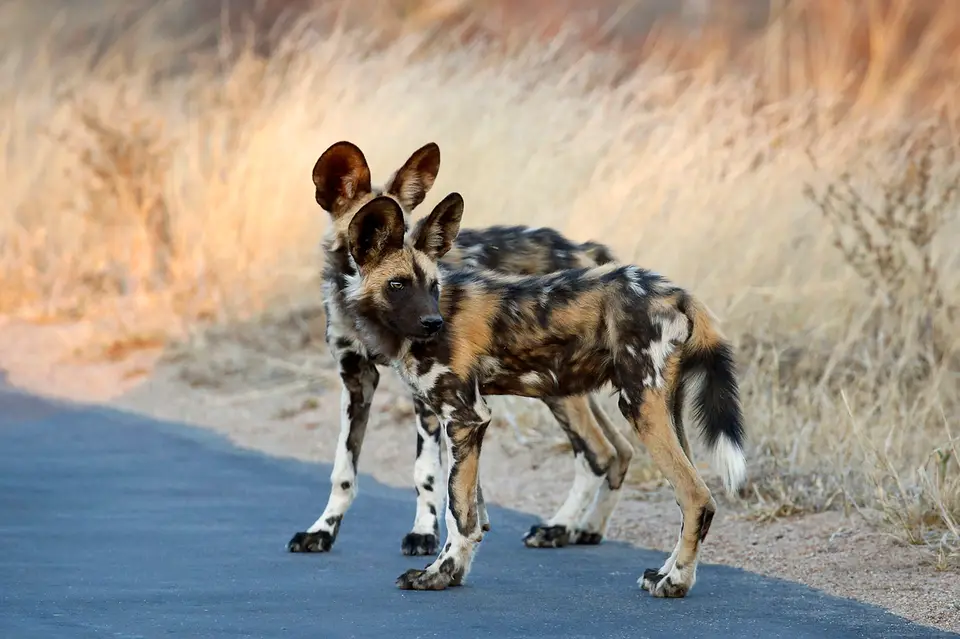 19_wilddog.JPG