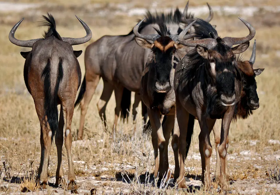 26_Namibia_10_20150261.jpg