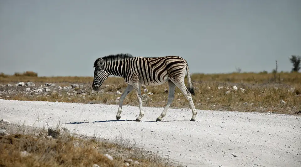 2_Namibia_10_20150572.jpg