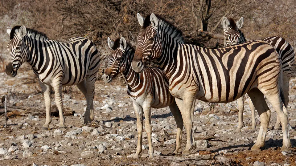 36_Namibia_10_20150219.jpg