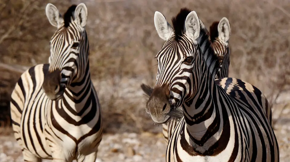 37_Namibia_10_20150222.jpg