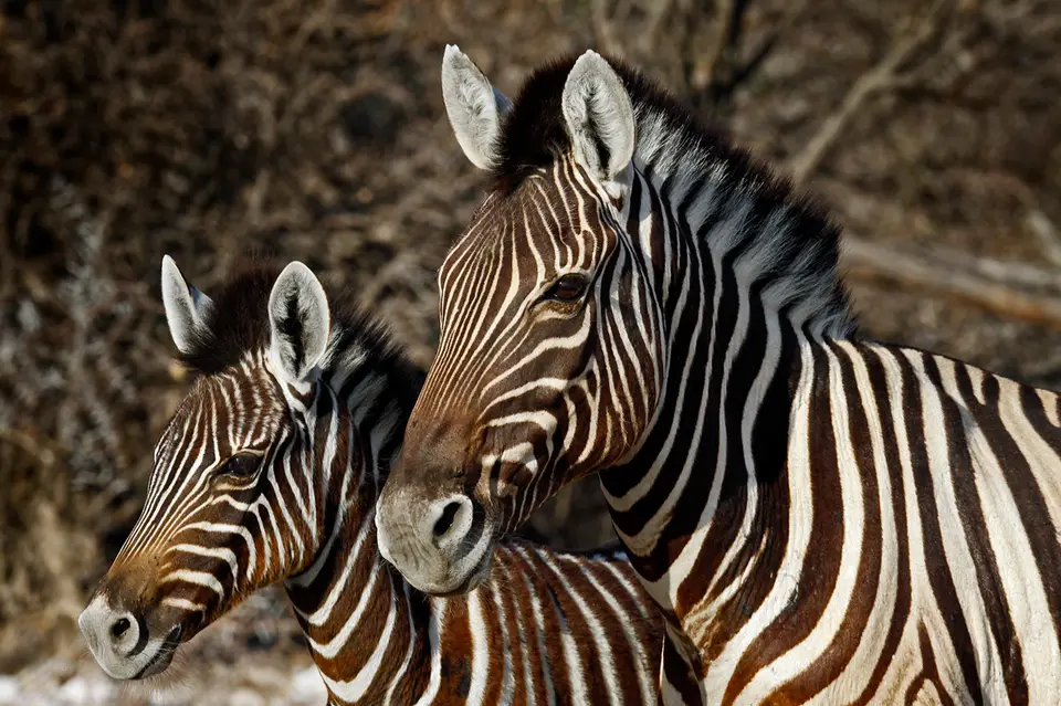 38_Namibia_10_20150416.jpg