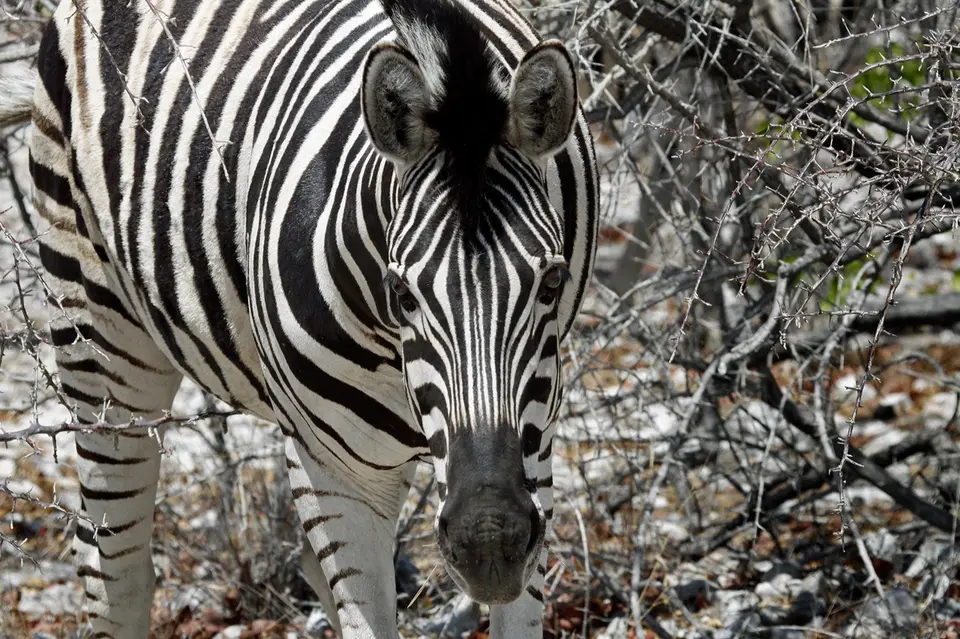 3_Namibia_10_20150437.jpg