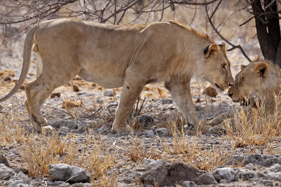6a_Namibia_10_20150830.jpg