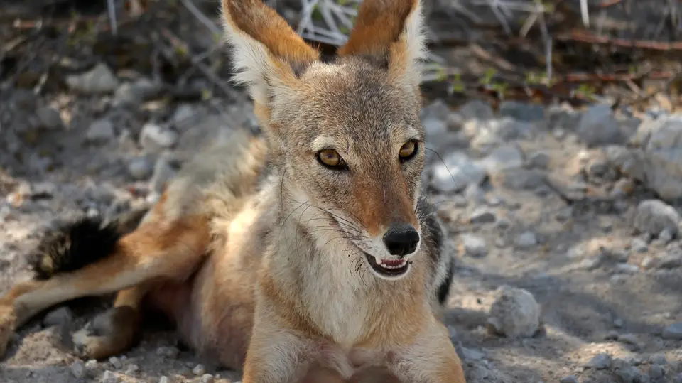 Namibia_10_20150200.jpg