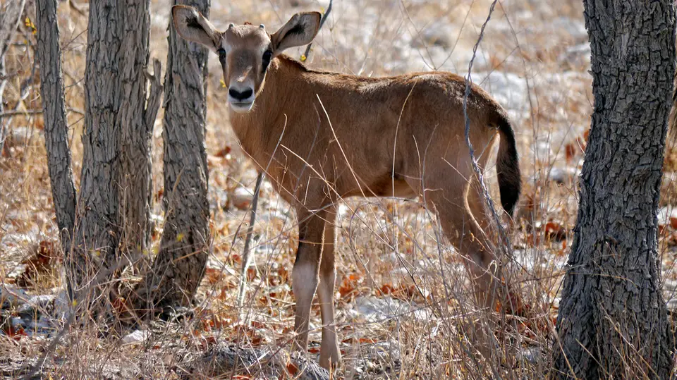 Namibia_10_20150277.jpg