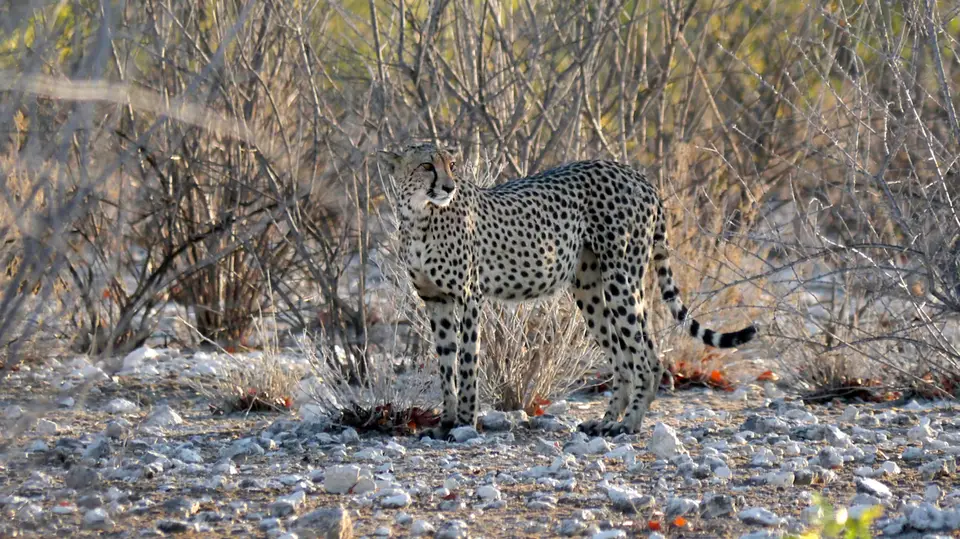 Namibia_10_20150298.jpg
