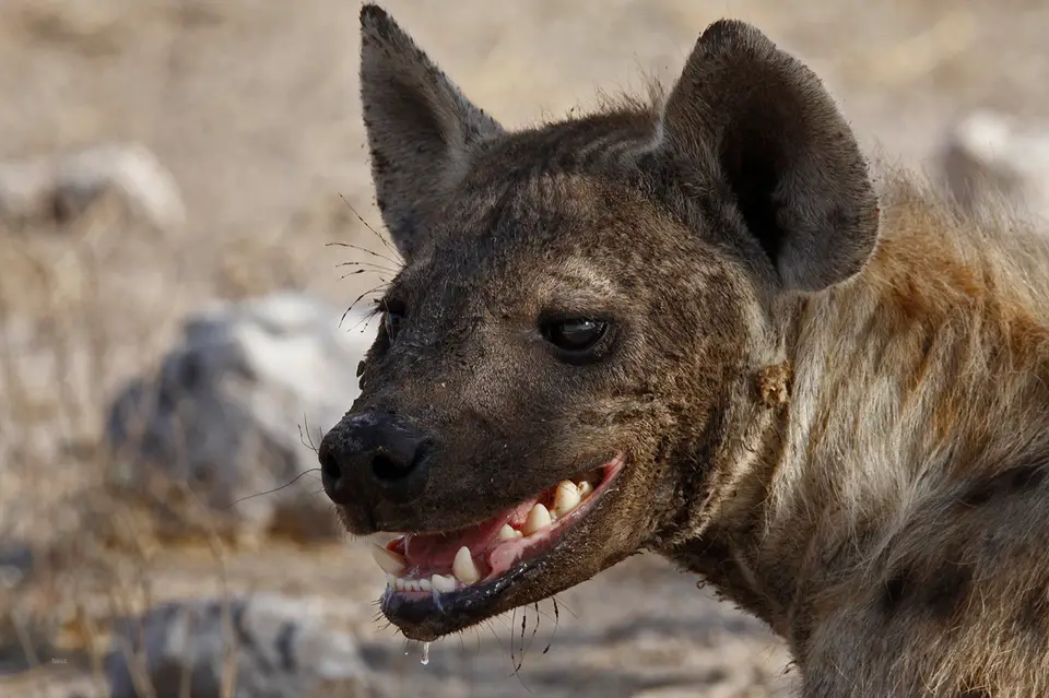 Namibia_10_20150411.jpg
