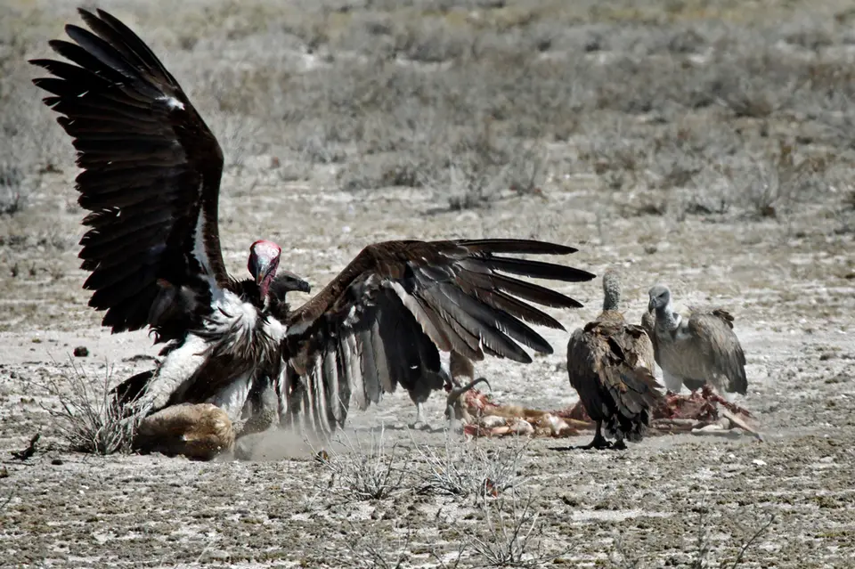 Namibia_10_20150490.jpg