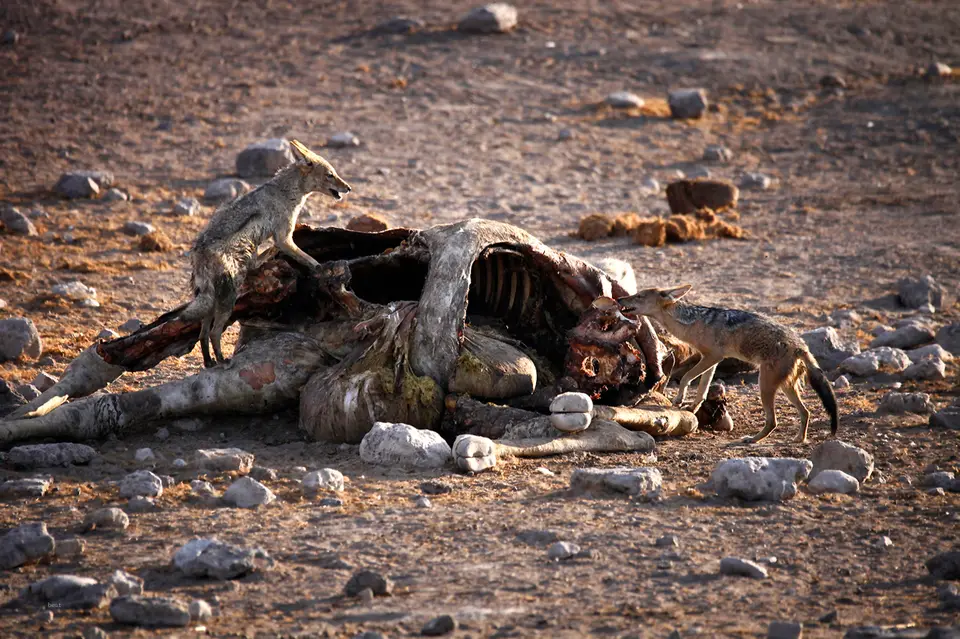 Namibia_10_20150524.jpg