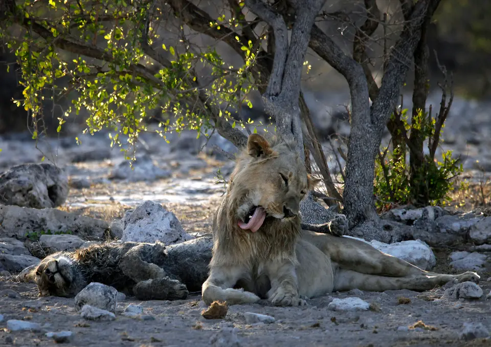 Namibia_10_20150525.jpg