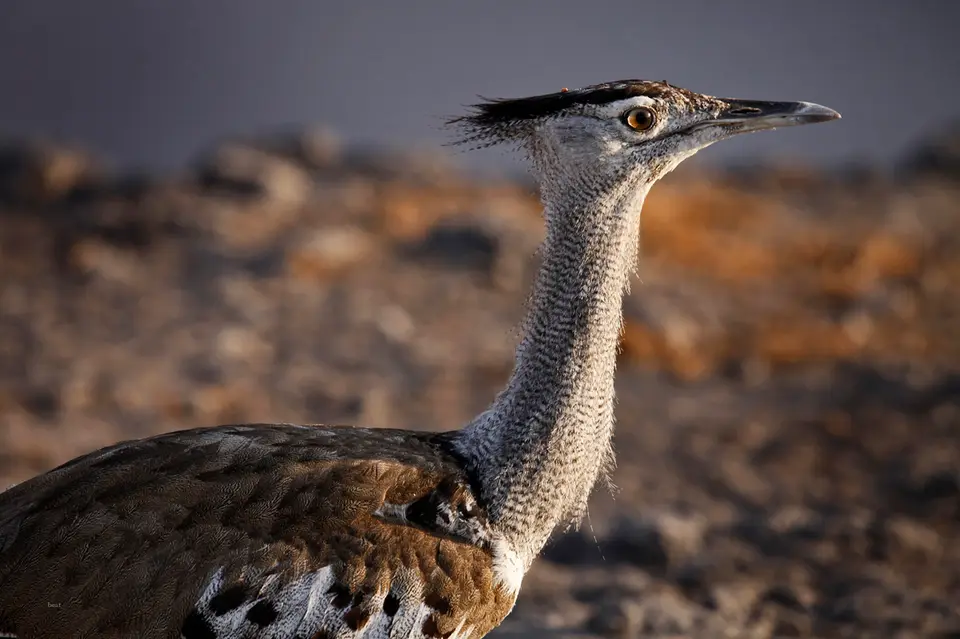 Namibia_10_20150528.jpg
