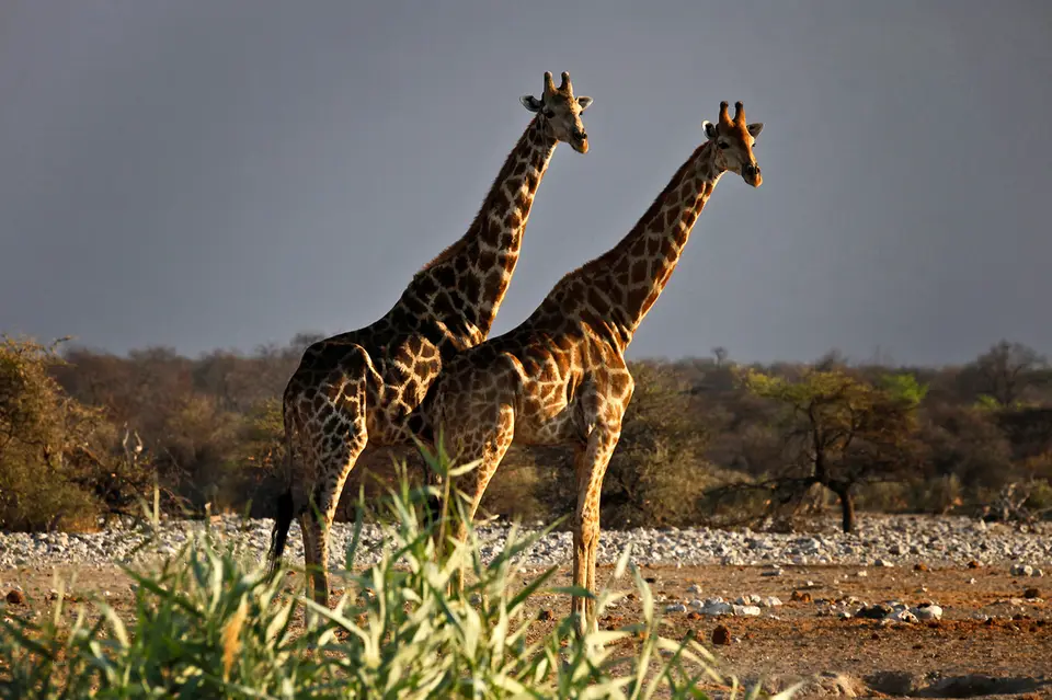 Namibia_10_20150531.jpg