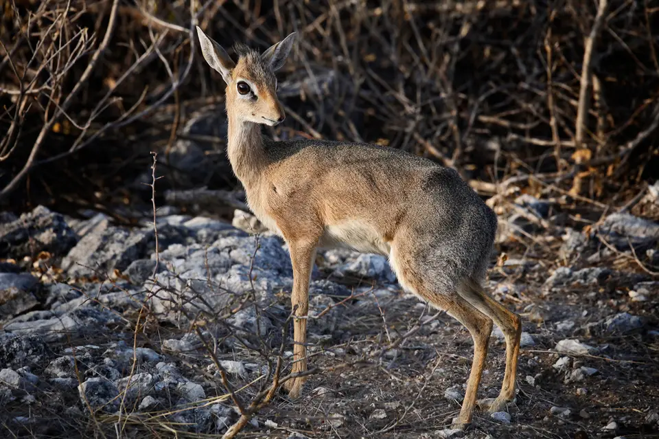 Namibia_10_20150534.jpg