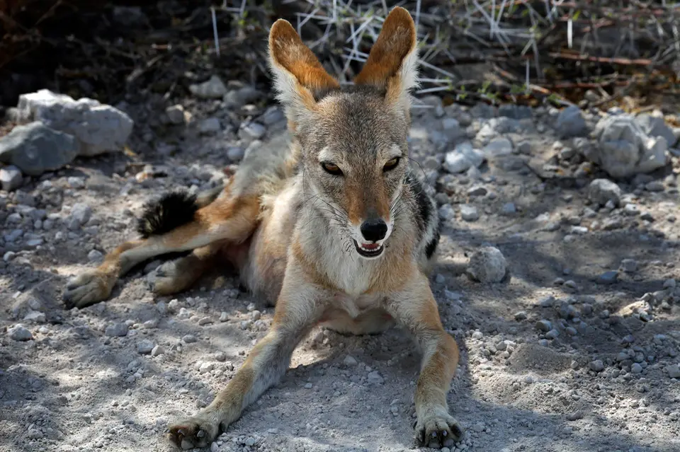 Namibia_10_20150545.jpg