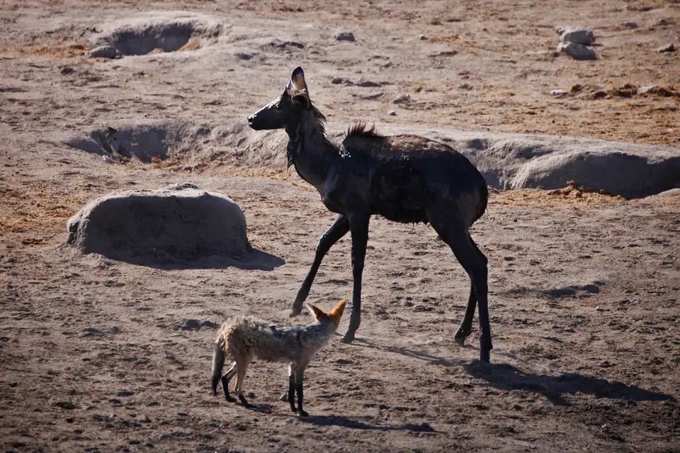 Namibia_10_20150571.jpg
