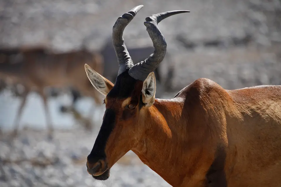 Namibia_10_20150593.jpg