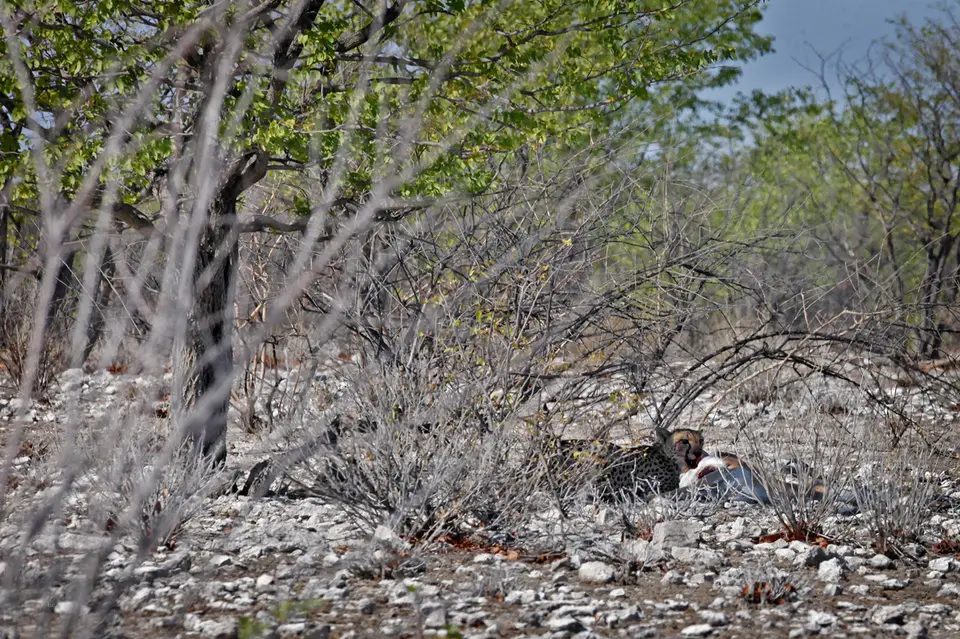 Namibia_10_20150594.jpg