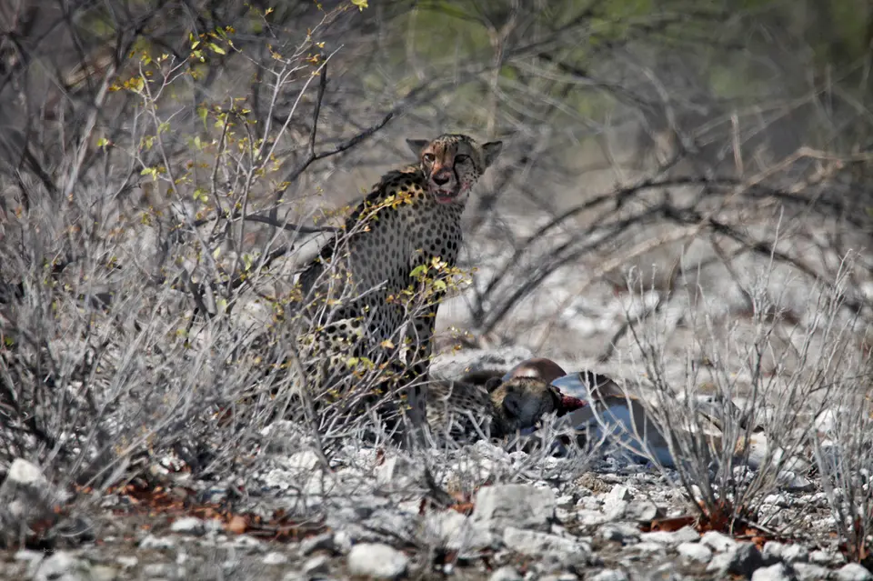 Namibia_10_20150595.jpg