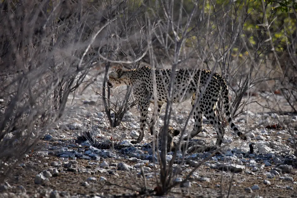 Namibia_10_20150606.jpg