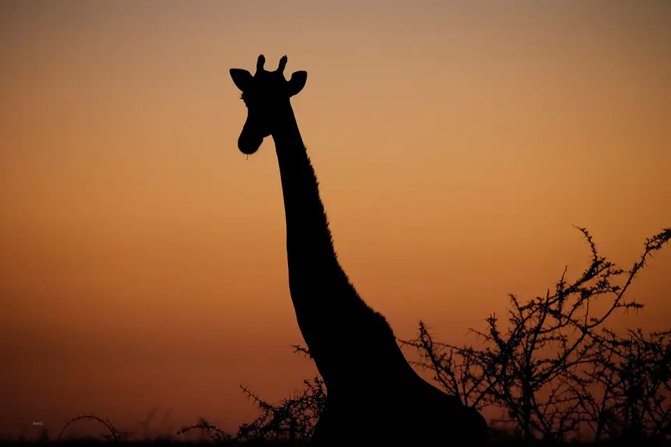 Namibia_10_20150633.jpg