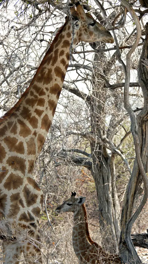 Namibia_10_2015_1017.jpg