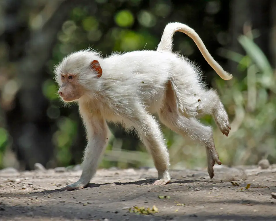 affe1.jpg