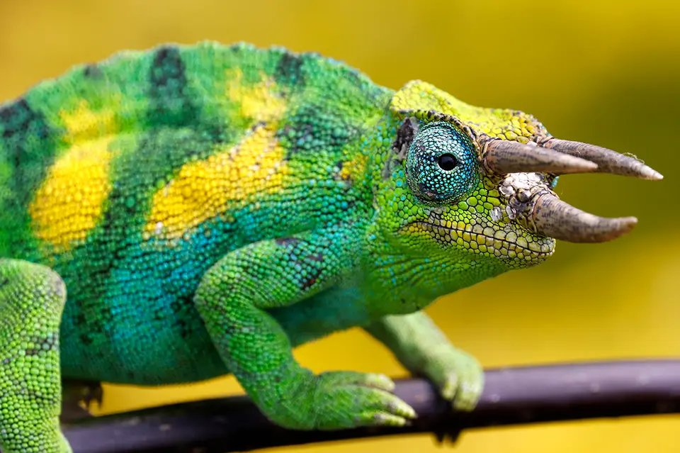 camaeleon.jpg
