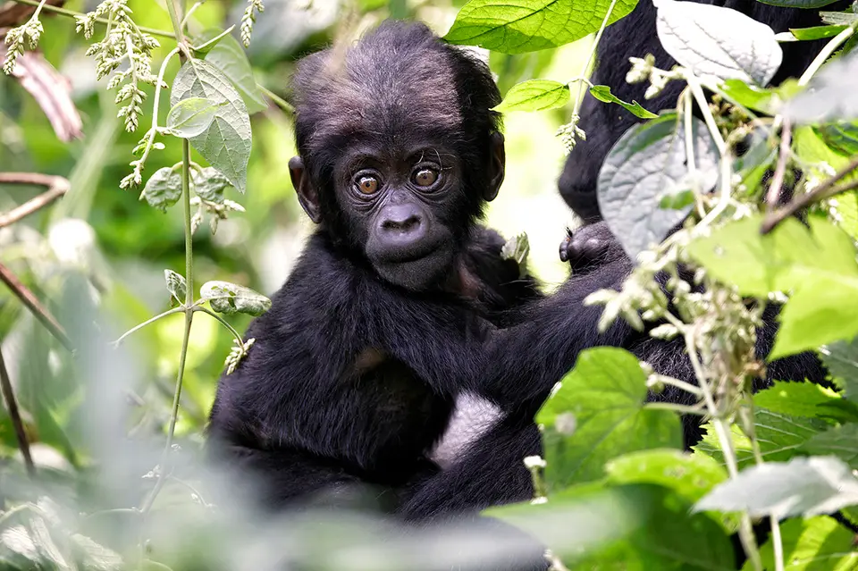 gorilla.jpg