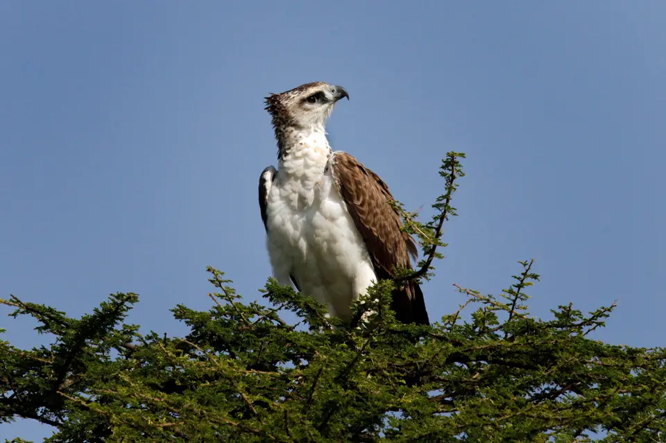 hc58dc40.jpg