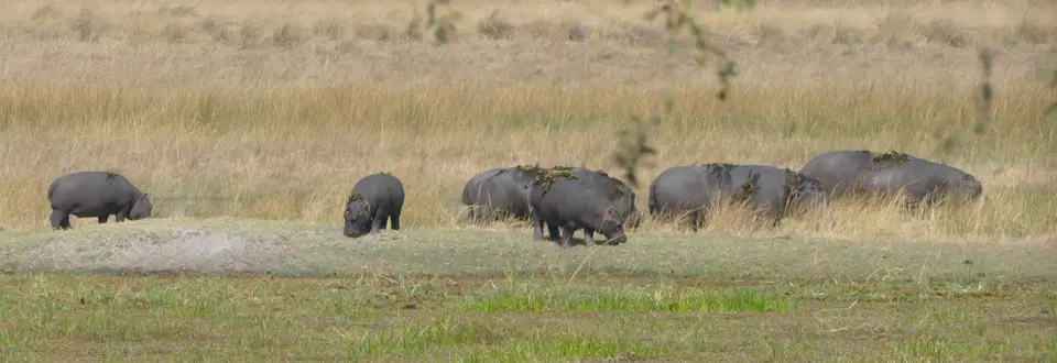 HipposAnLandBeimGrasen.jpg