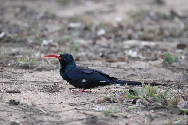 6B9A4417_1_1.jpg