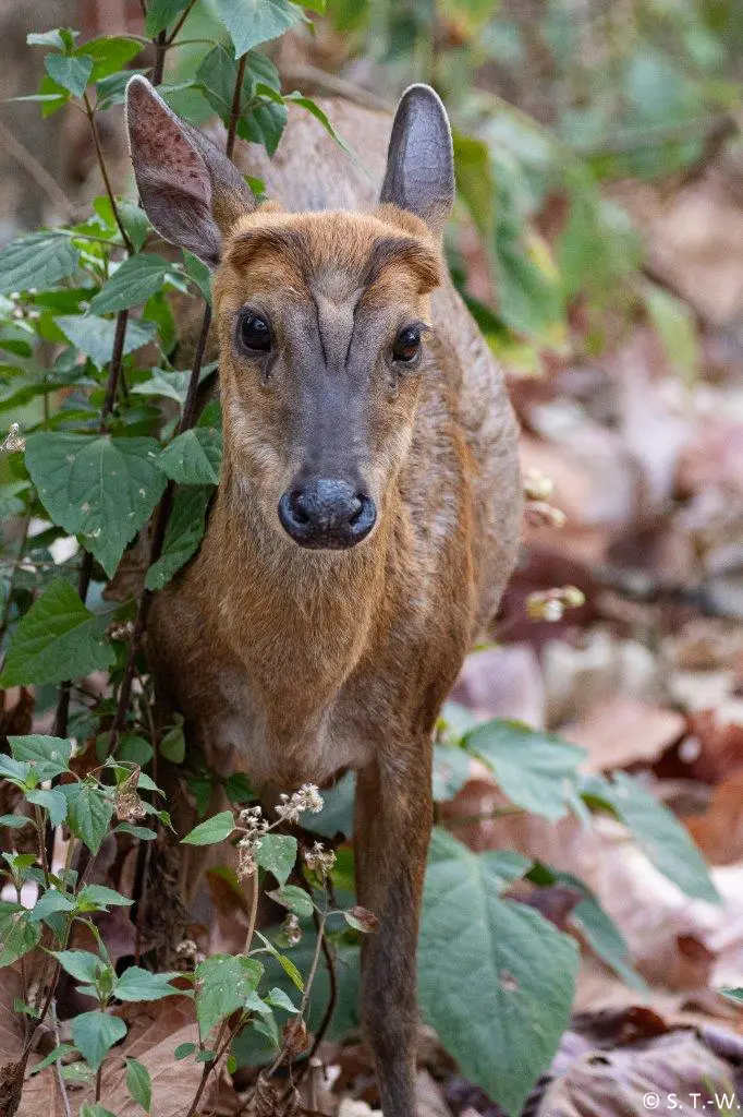 6B9A5278-2.jpg