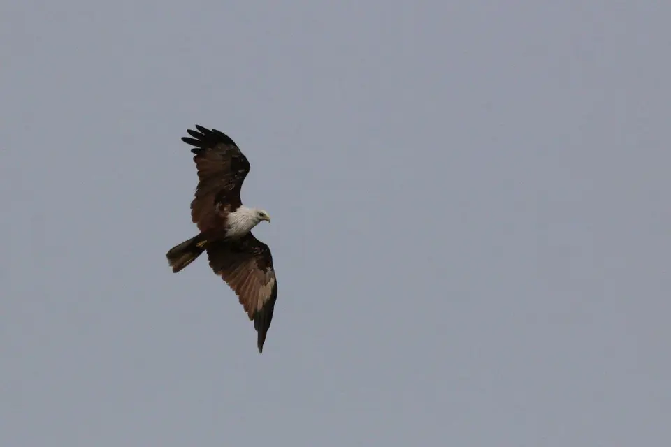 IMG_0011_1.jpg