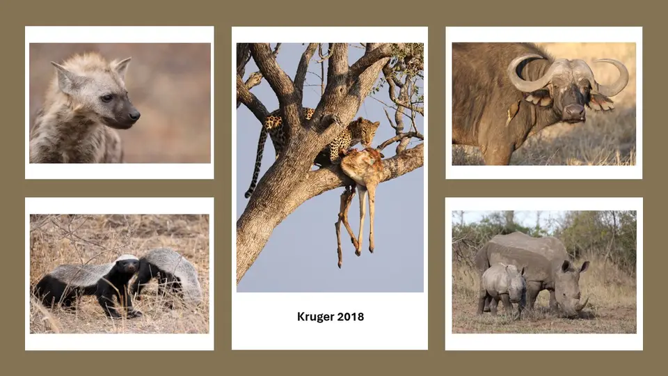 Kruger2018-2.jpg
