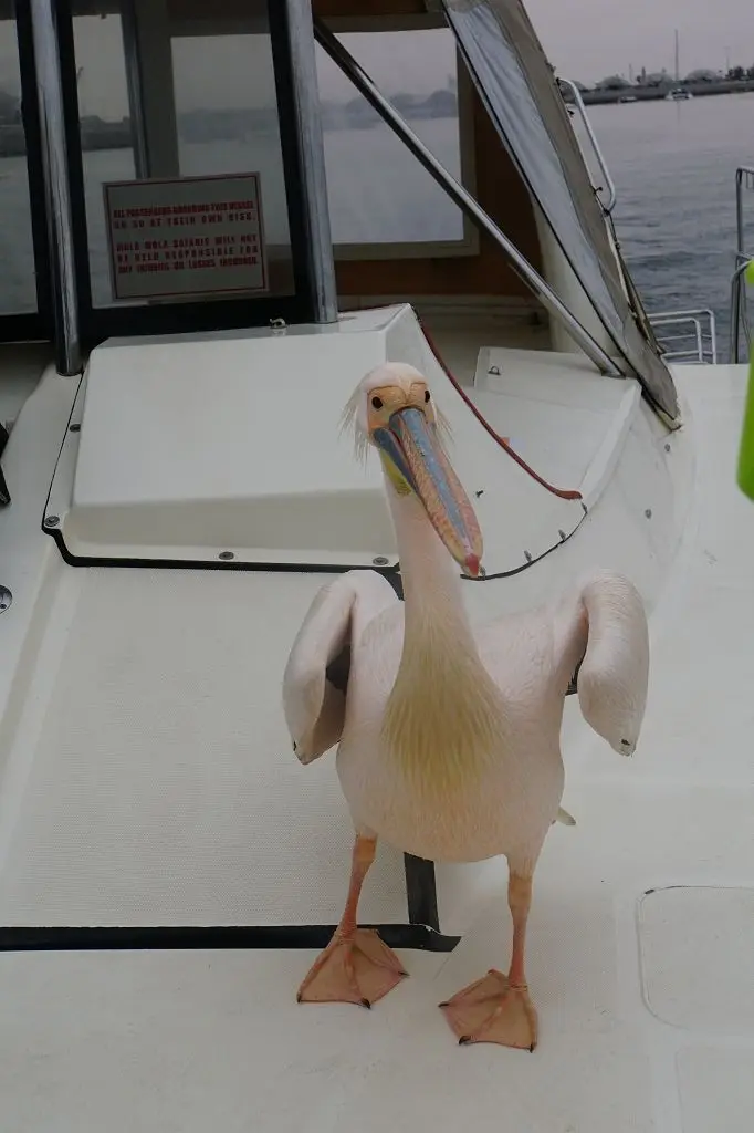k-2017-09-06aBootstourWalvisBay018.JPG