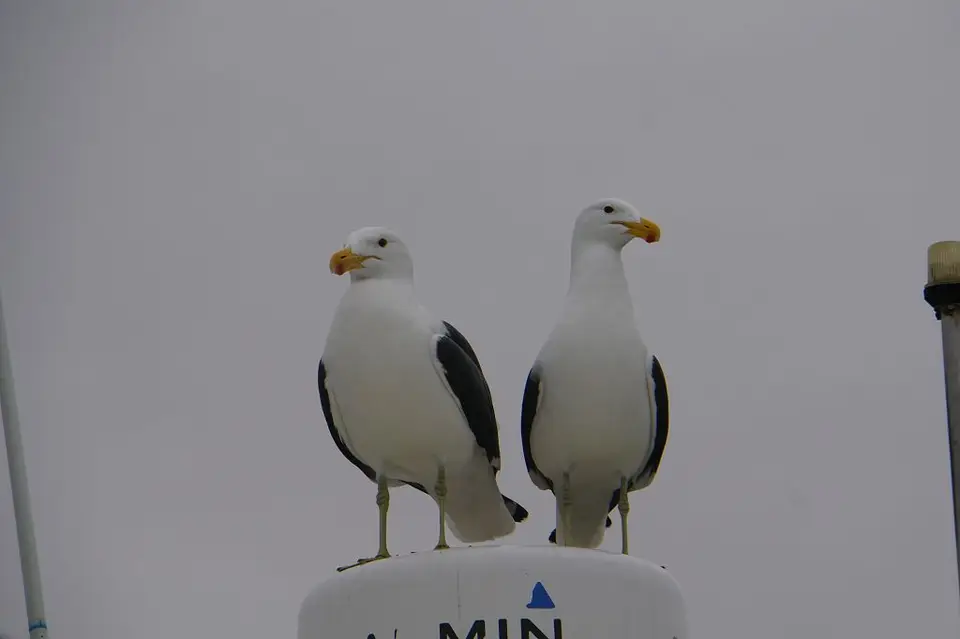 k-2017-09-06aBootstourWalvisBay022.JPG