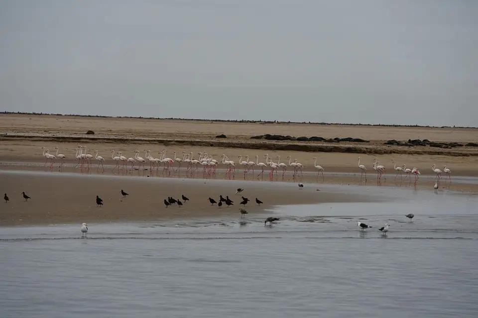 k-2017-09-06aBootstourWalvisBay089.JPG